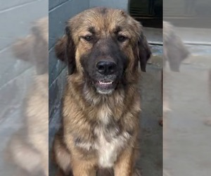 Mocha - At shelter - Female Anatolian Pyrenees Dog for Adoption - Photo #2