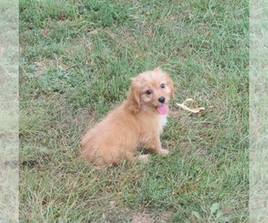 Cavapoo Dog for Adoption in LE MARS, Iowa USA