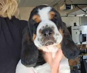 Basset Hound Puppy for Sale in FRANKFORT, Kansas USA