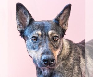 German Shepherd Dog-Unknown Mix Dogs for adoption in Lake Forest, CA, USA