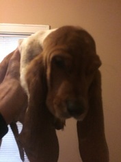 Basset Hound Puppy for sale in CHICAGO HEIGHTS, IL, USA