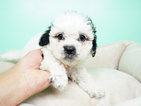 Small Photo #4 Shih-Poo Puppy For Sale in LAS VEGAS, NV, USA