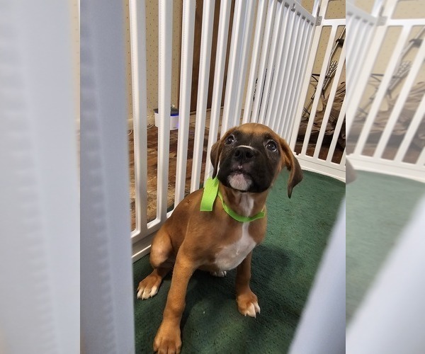 Medium Photo #6 Boxer Puppy For Sale in LYONS, KS, USA
