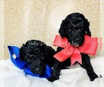 Small Photo #20 Goldendoodle Puppy For Sale in RUSKIN, FL, USA