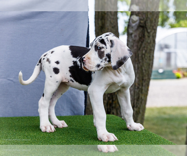 Medium Photo #186 Great Dane Puppy For Sale in WAKARUSA, IN, USA