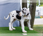 Small Photo #186 Great Dane Puppy For Sale in WAKARUSA, IN, USA