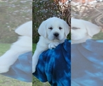 Small Photo #5 Labrador Retriever Puppy For Sale in OTHELLO, WA, USA
