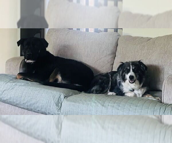 Medium Photo #10 Australian Shepherd-Unknown Mix Puppy For Sale in Princeton, MN, USA