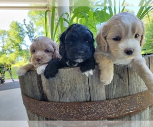 Cockapoo Puppy for sale in MIDDLETOWN, IN, USA