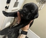 Small #4 Cane Corso