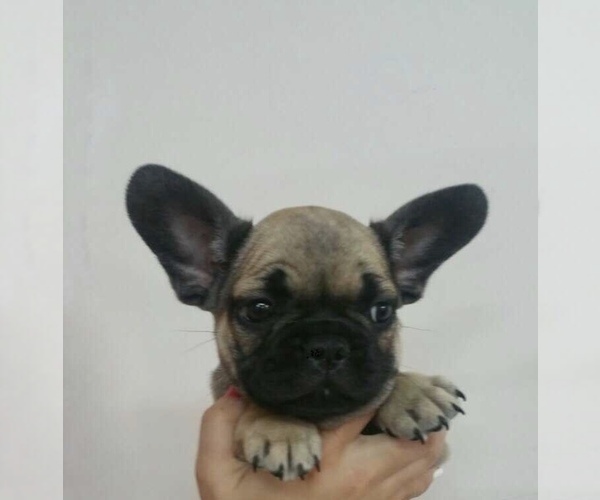 Medium Photo #7 French Bulldog Puppy For Sale in STATEN ISLAND, NY, USA