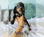 Small Photo #11 Dachshund Puppy For Sale in COOKEVILLE, TN, USA