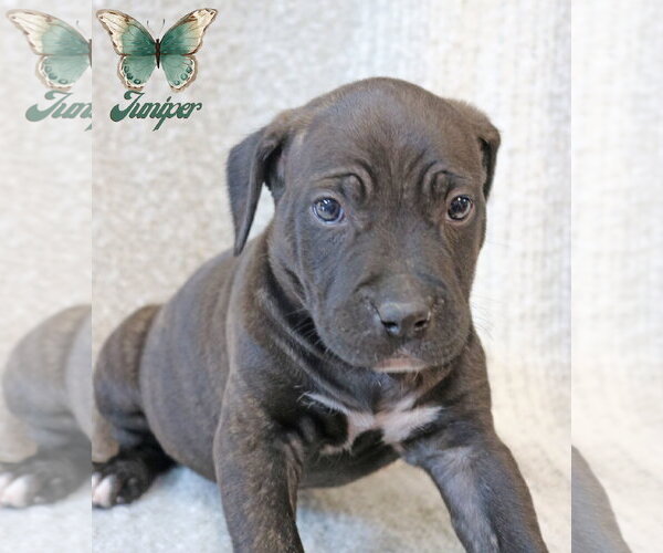 Medium Photo #4 Mutt Puppy For Sale in Wakefield, RI, USA