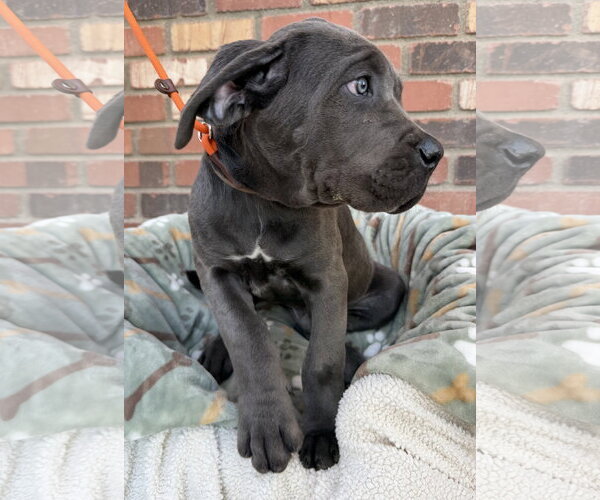 Medium Photo #2 Mutt Puppy For Sale in Goodyear, AZ, USA