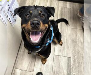 Rottweiler Dogs for adoption in Redlands, CA, USA