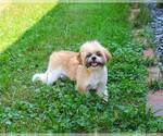 Small #6 Shih Tzu