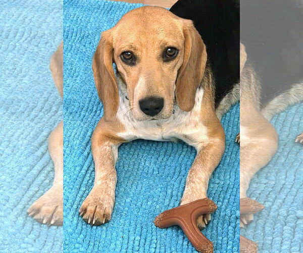 Medium Photo #2 Beagle Puppy For Sale in Dunnellon, FL, USA