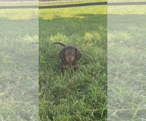 Dachshund Puppy for sale in CANOGA, NY, USA