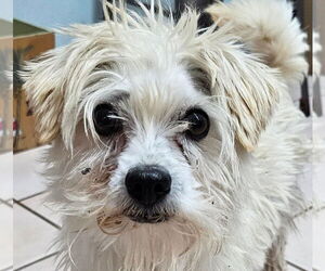 Mutt Dogs for adoption in Lake Forest, CA, USA