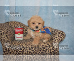 Small Photo #9 Maltipoo-Poodle (Toy) Mix Puppy For Sale in SANGER, TX, USA