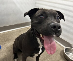 Mutt Dogs for adoption in San Bernardino, CA, USA