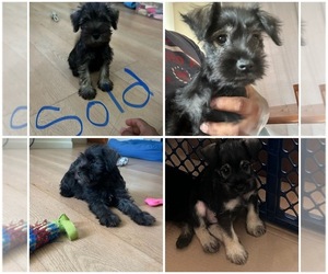 Schnauzer (Miniature) Puppy for sale in STOCKTON, CA, USA