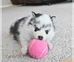 Pomsky Puppy for sale in KANSAS CITY, MO, USA