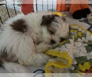 Zuchon Puppy for sale in QUAKERTOWN, PA, USA