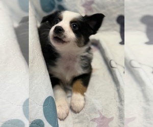 Australian Shepherd Puppy for sale in WEBSTER, FL, USA