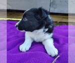 Small Photo #11 Border Collie Puppy For Sale in NORBORNE, MO, USA