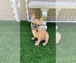 Small #7 French Bulldog