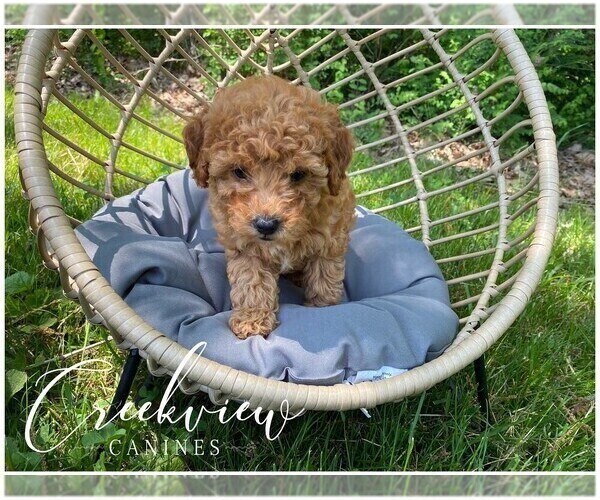 Medium Photo #12 Poodle (Toy) Puppy For Sale in NIANGUA, MO, USA
