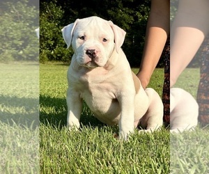 Medium American Bully