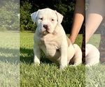 Puppy Puppy 3 American Bully