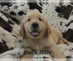 Puppy Black Paw Male Golden Retriever