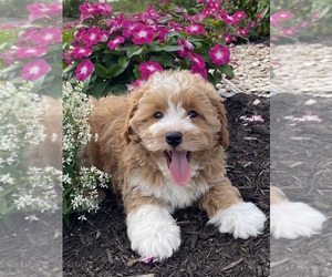 Coton de Tulear-Poodle (Toy) Mix Puppy for sale in CANOGA, NY, USA