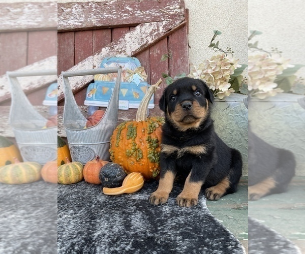 Medium Photo #1 Rottweiler Puppy For Sale in REDDING, CA, USA