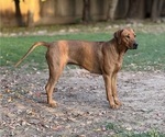 Small Photo #1 Labrador Retriever-Rhodesian Ridgeback Mix Puppy For Sale in FRESNO, CA, USA