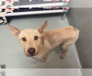 Mutt Dogs for adoption in Lee's Summit, MO, USA
