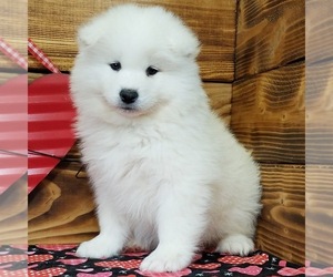 Samoyed Puppy for sale in SOUTHFIELD, MI, USA