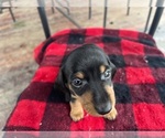 Small Photo #6 Dachshund Puppy For Sale in PORTLAND, OR, USA