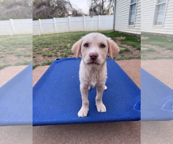 Medium Photo #3 Retriever -Unknown Mix Puppy For Sale in Greenville, SC, USA