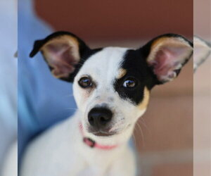 Mutt Dogs for adoption in San Antonio, TX, USA