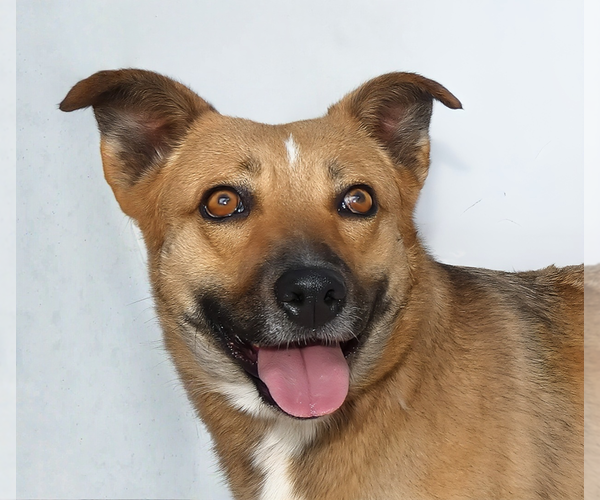 Medium Photo #1 German Shepherd Dog-Unknown Mix Puppy For Sale in Pasadena, CA, USA