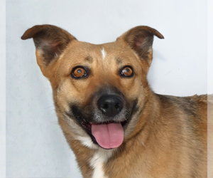 German Shepherd Dog-Unknown Mix Dogs for adoption in Pasadena, CA, USA