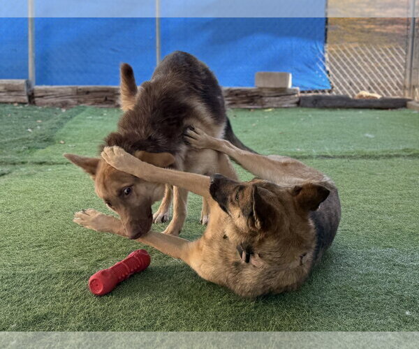 Medium Photo #3 German Shepherd Dog Puppy For Sale in San Diego, CA, USA