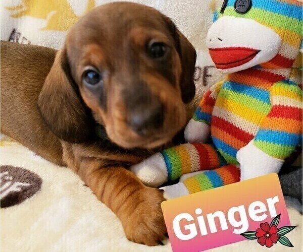 Medium Photo #2 Dachshund Puppy For Sale in WALLACE, CA, USA