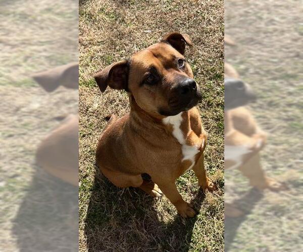 Medium Photo #2 Mutt Puppy For Sale in Newton, NC, USA