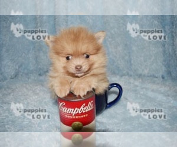 Medium Photo #17 Pomeranian Puppy For Sale in SANGER, TX, USA