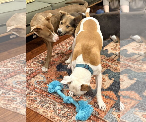 Medium Photo #2 Collie-Unknown Mix Puppy For Sale in Sandy, UT, USA